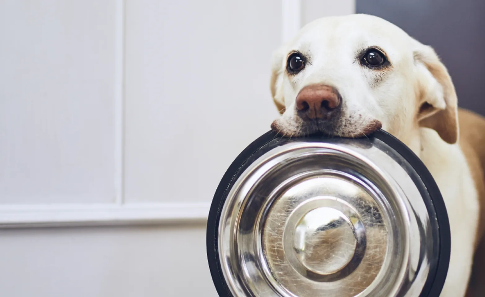 Dog at home with bowl in mouth